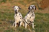 DALMATIEN 457